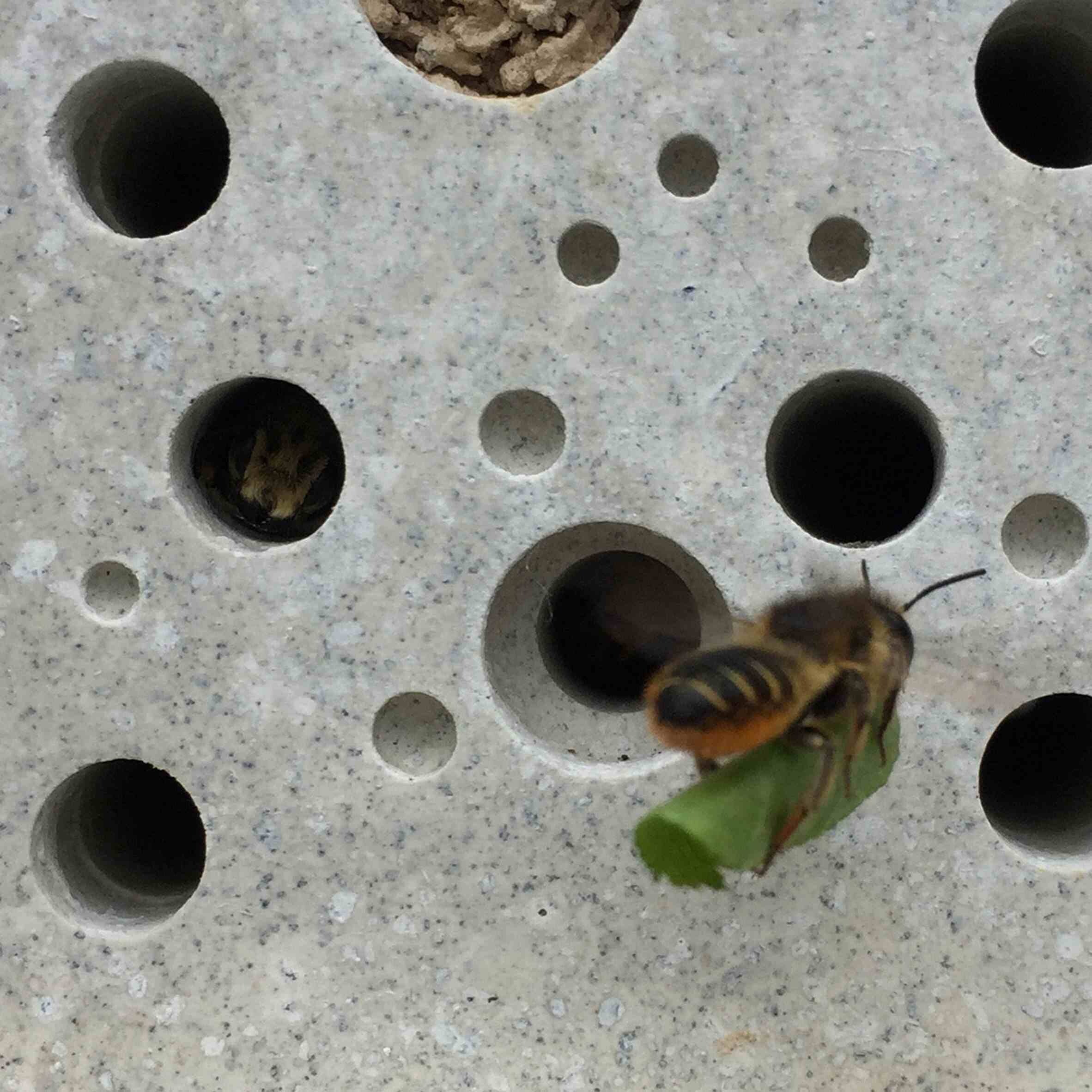 ladrillo abeja solitaria edificio construccion brighton hove ciudad