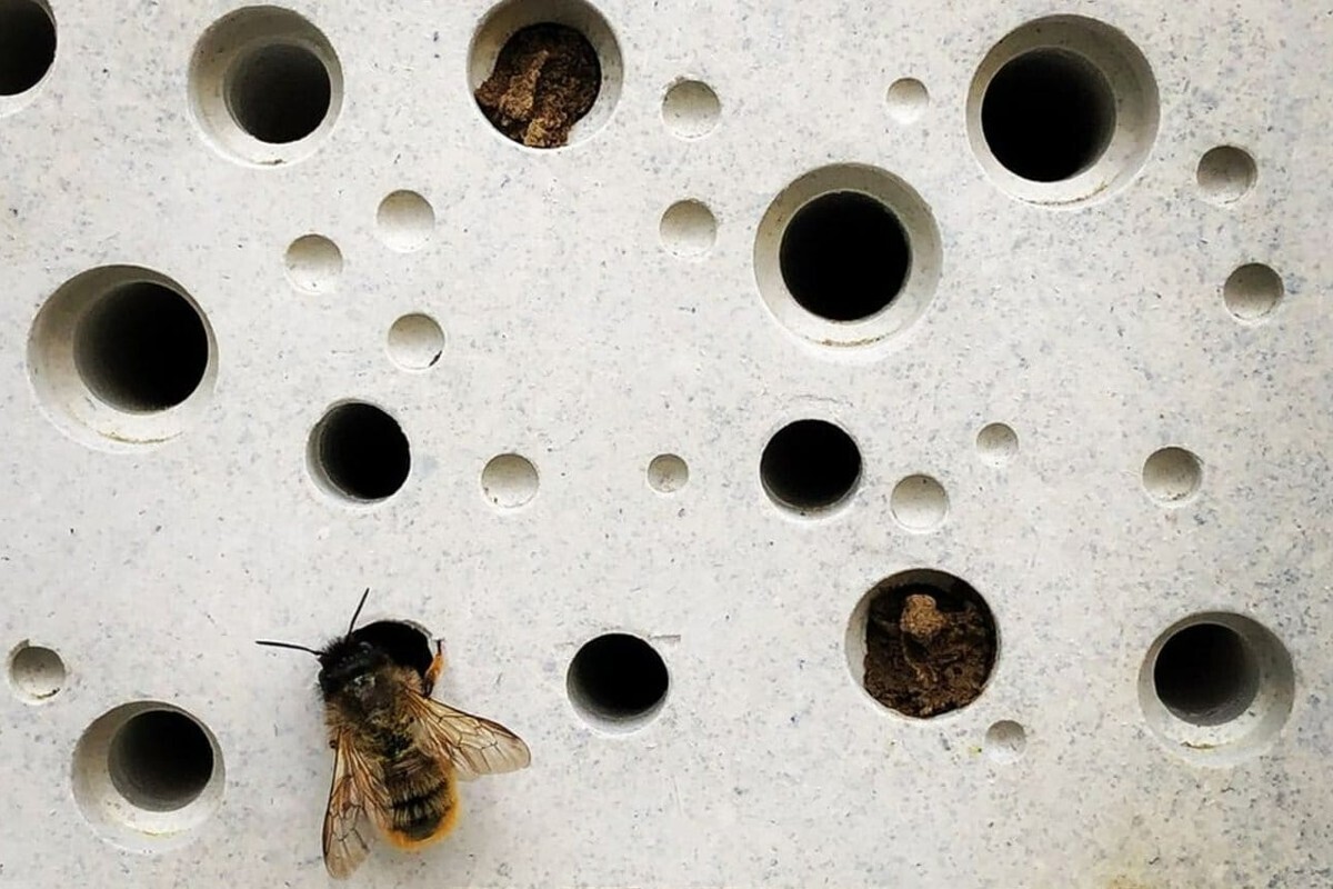 ladrillo abeja solitaria edificio construccion brighton hove ciudad 6