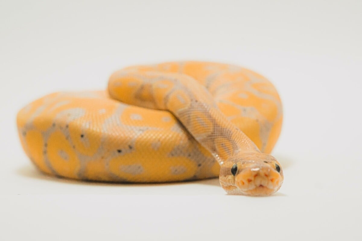 Un estudio revela que las serpientes tienen doble clítoris