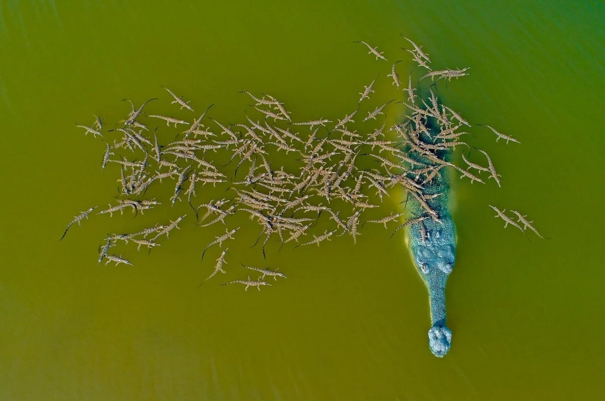El río Chambal en La India es el refugio de este cocodrilo y sus más de cien crías