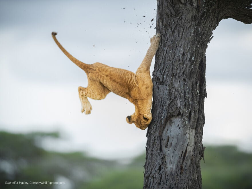 naturaleza fotografia silvestre animales comedy wildlife photography awards 1