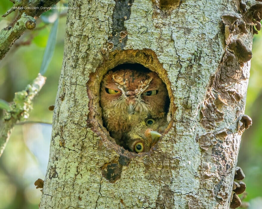 naturaleza fotografia silvestre animales comedy wildlife photography awards 10