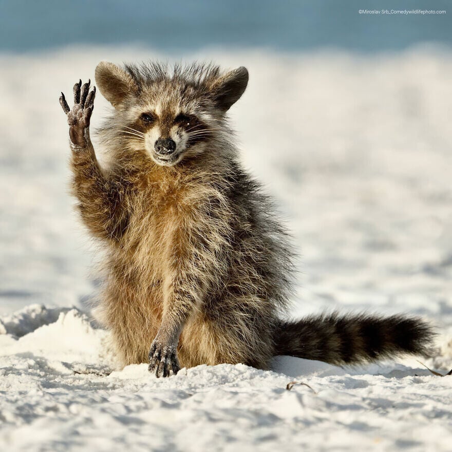 naturaleza fotografia silvestre animales comedy wildlife photography awards 2