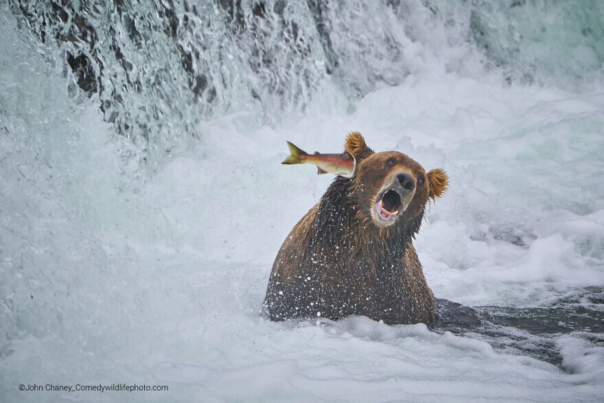 naturaleza fotografia silvestre animales comedy wildlife photography awards 3