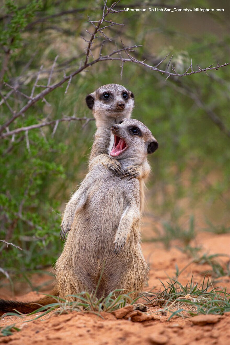 naturaleza fotografia silvestre animales comedy wildlife photography awards 4