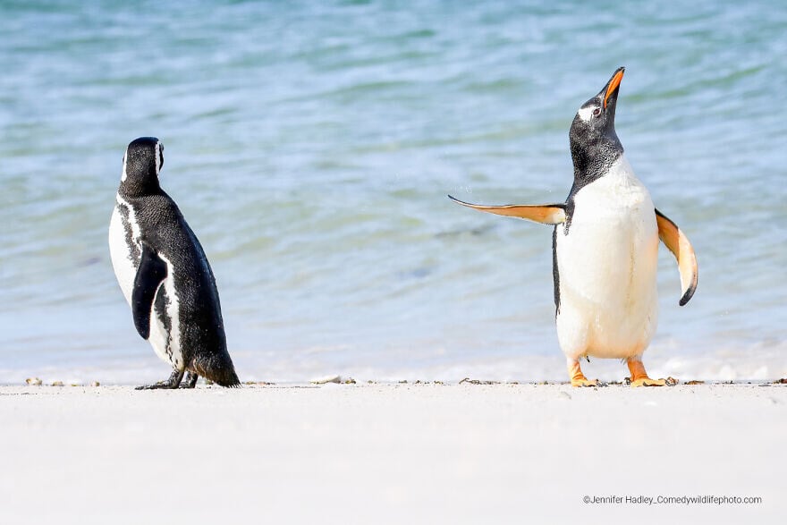 naturaleza fotografia silvestre animales comedy wildlife photography awards 5