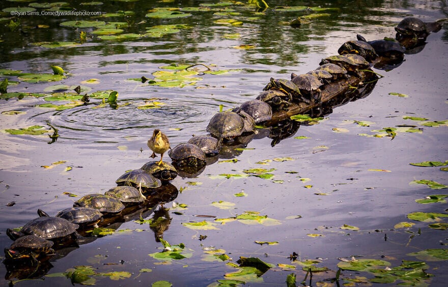 naturaleza fotografia silvestre animales comedy wildlife photography awards 6