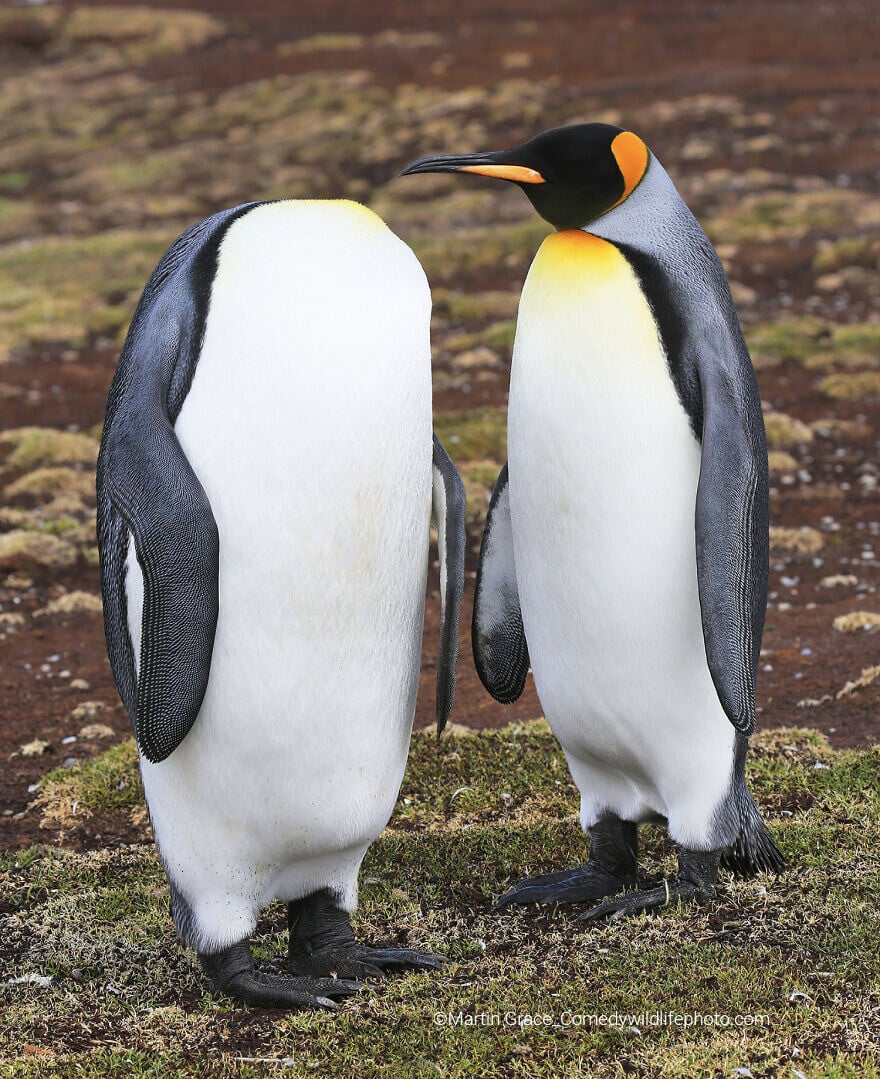 naturaleza fotografia silvestre animales comedy wildlife photography awards 7