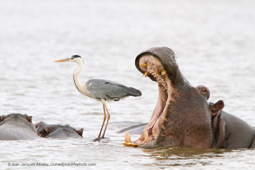 naturaleza fotografia silvestre animales comedy wildlife photography awards 8