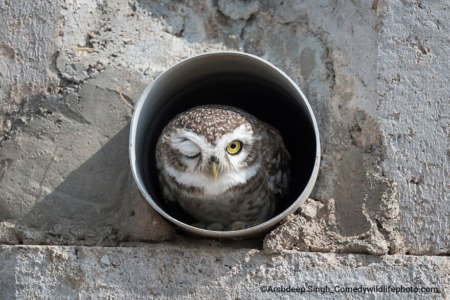 naturaleza fotografia silvestre animales comedy wildlife photography awards 9