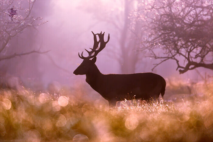 roeselien raimond fotografia naturaleza disenadora grafico diseno seres vivos animales 1