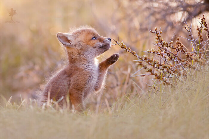 roeselien raimond fotografia naturaleza disenadora grafico diseno seres vivos animales 11