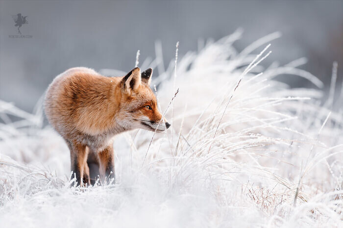 roeselien raimond fotografia naturaleza disenadora grafico diseno seres vivos animales 12