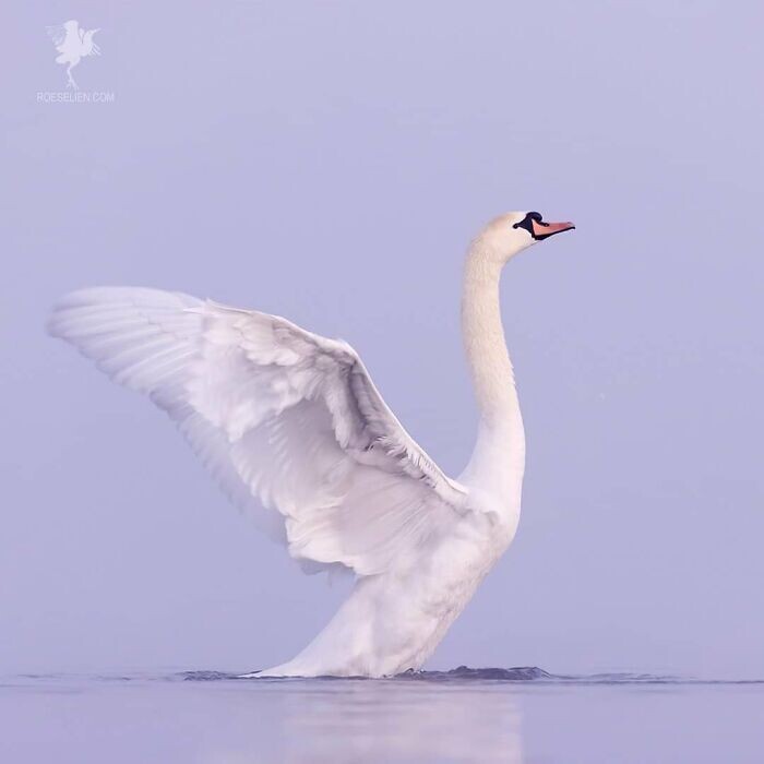 roeselien raimond fotografia naturaleza disenadora grafico diseno seres vivos animales 13
