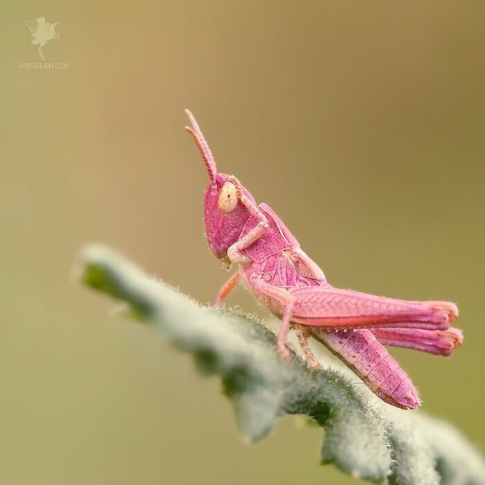 roeselien raimond fotografia naturaleza disenadora grafico diseno seres vivos animales 18
