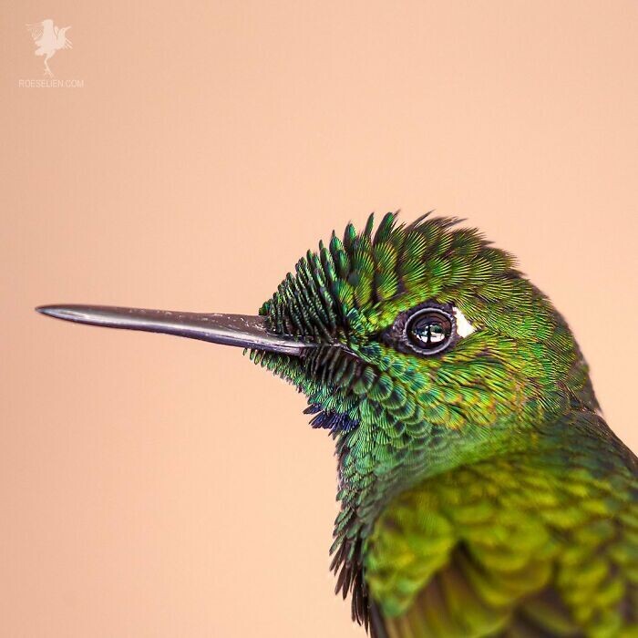 roeselien raimond fotografia naturaleza disenadora grafico diseno seres vivos animales 19
