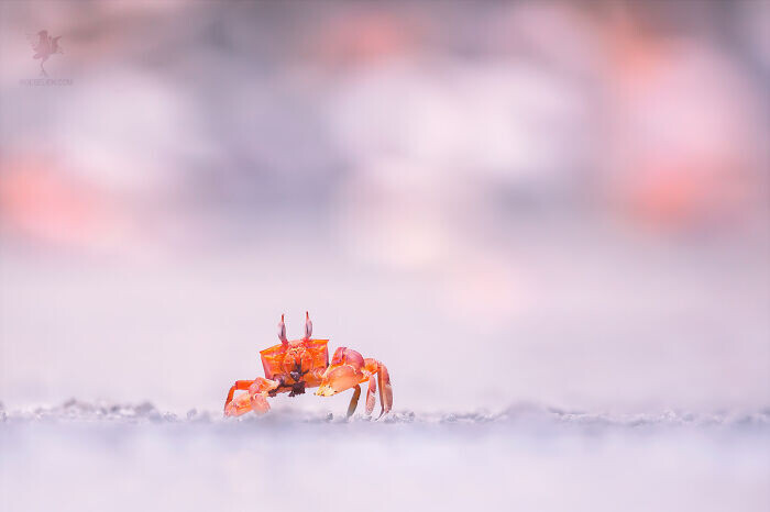 roeselien raimond fotografia naturaleza disenadora grafico diseno seres vivos animales 20