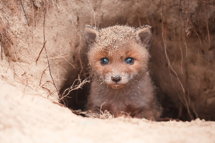 roeselien raimond fotografia naturaleza disenadora grafico diseno seres vivos animales 9