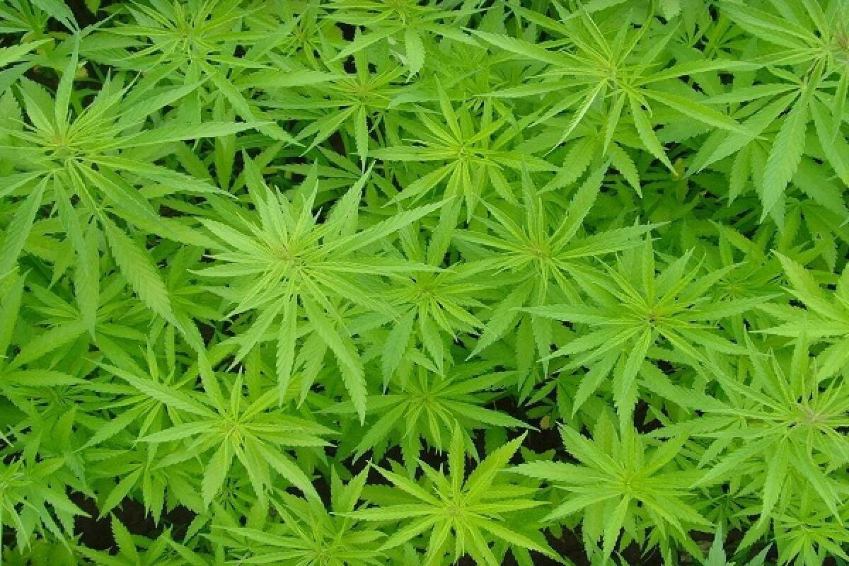 plantas salud salud mental bienestar