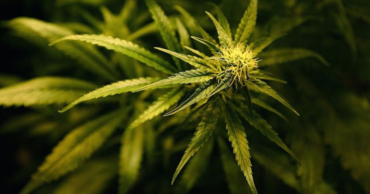 plantas salud salud mental bienestar 1