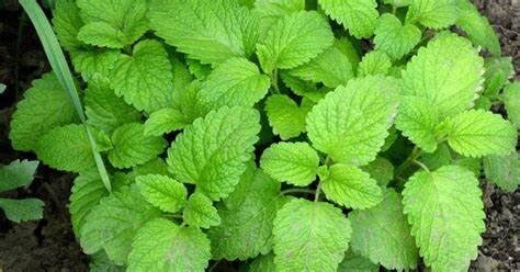 plantas salud salud mental bienestar 5