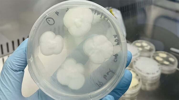 hongos plastico descomponer comer alimentarse 140 dias descubrimiento ciencia reciclaje
