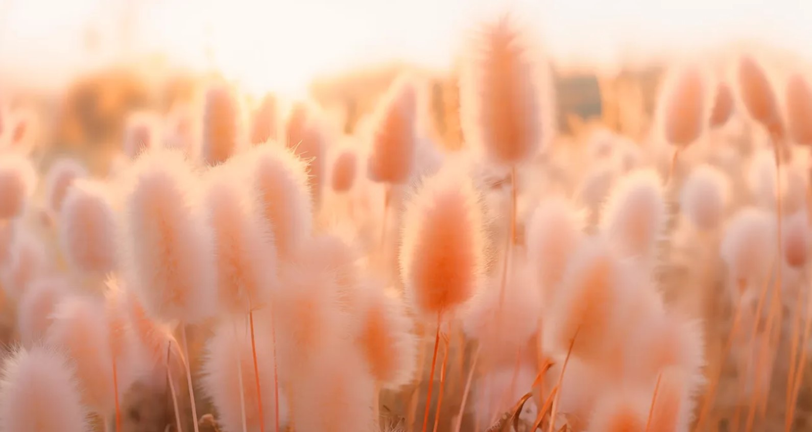 “Peach Fuzz”, color del año 2024 para Pantone
