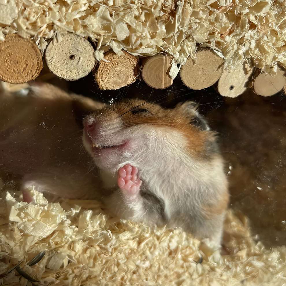 Simpáticas fotos finalistas de los Comedy Pet Awards 2024