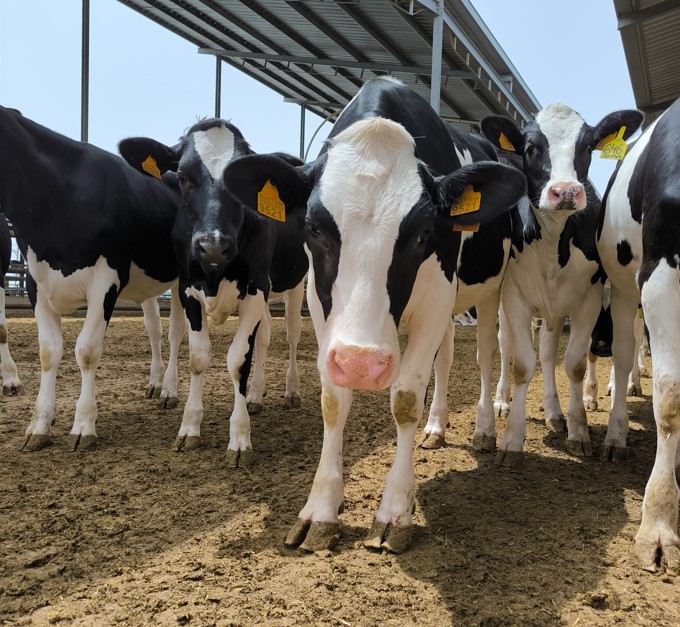 Danone, vacas granja More Holstein