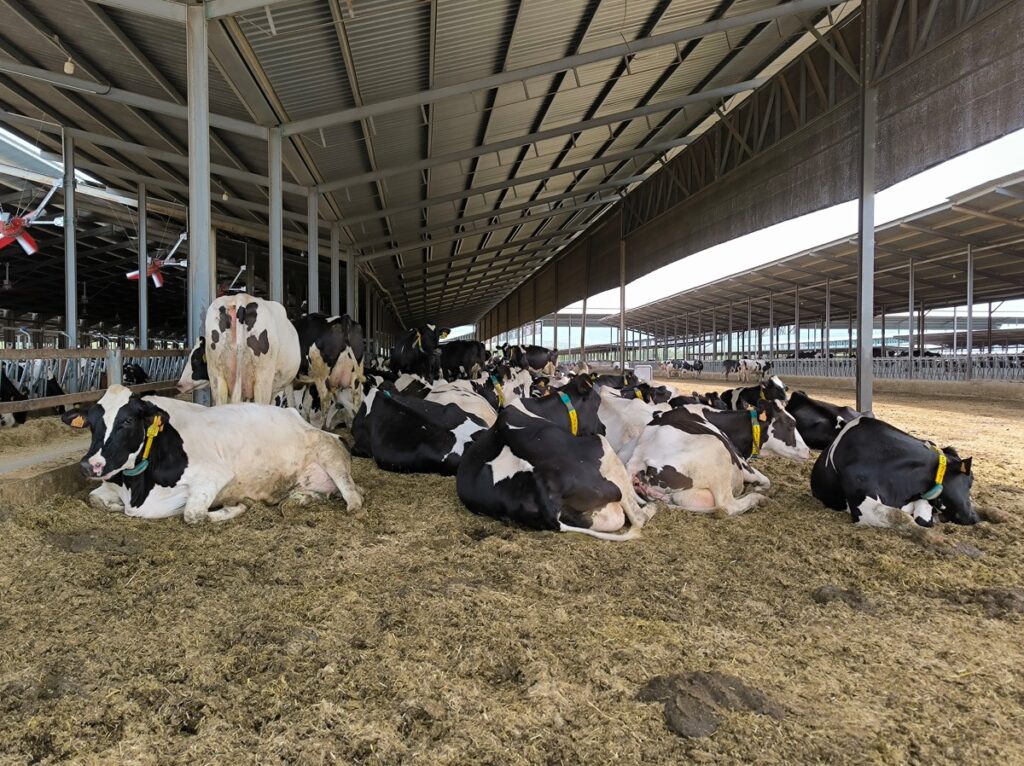 Danone, vacas granja More Holstein