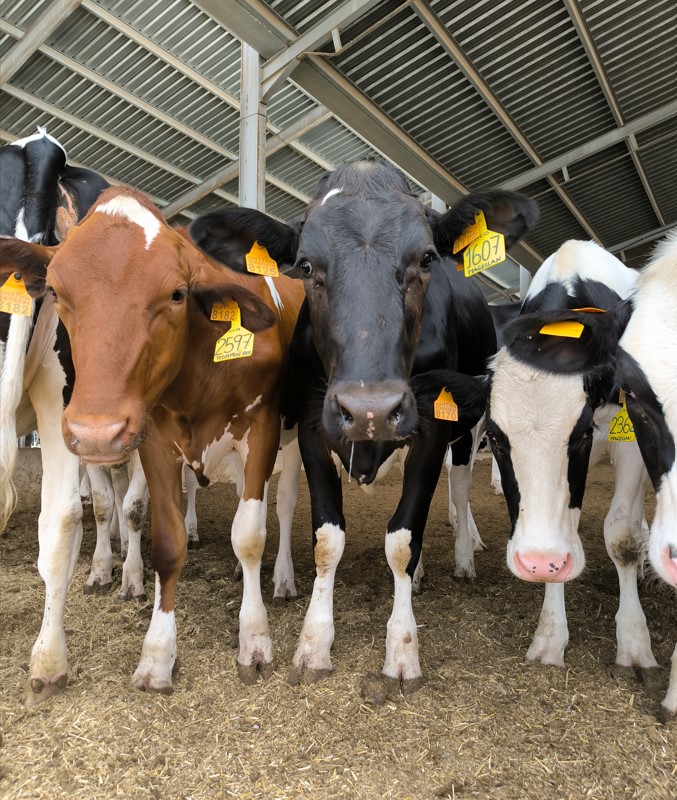 Danone, vacas granja More Holstein