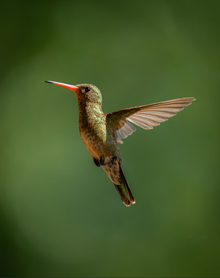 Colibri volando.