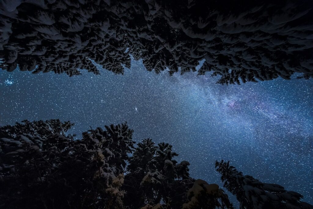 Cielo estrellado en un bosque