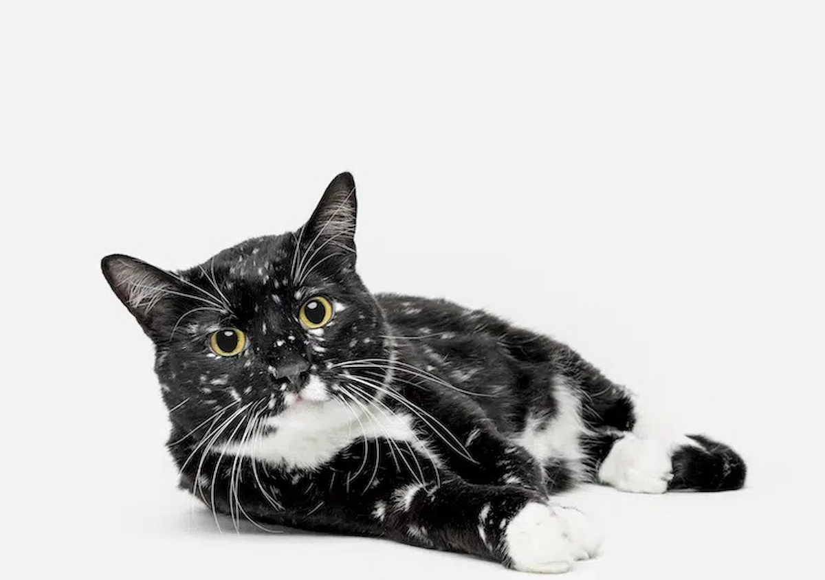 Gatsby: el gato con vitíligo que parece un cielo estrellado
