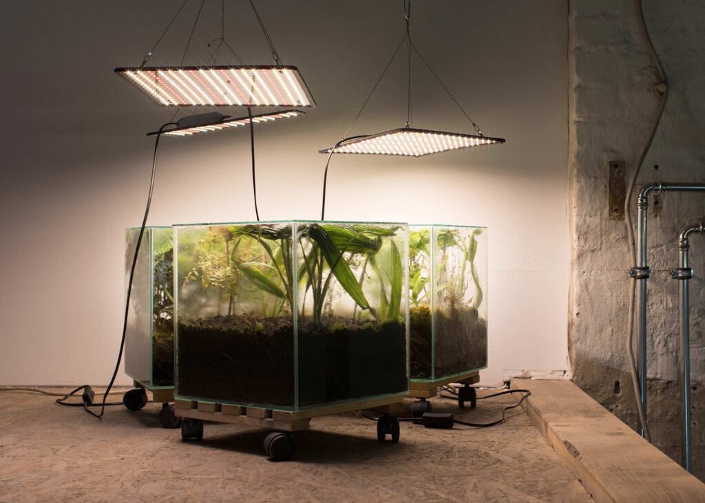 Isa Melsheimer. Wardian Case, 2023. Vidrio, tierra, semillas y plantas (vista de instalación).